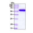 SDS-PAGE gel of recombinant mouse visfatin NAMPT protein 3µg reducing conditions Coomassie blue stain
