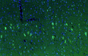 anti-PINK1 antibody IHC staining rat brain cortex with green fluorescent signal and DAPI STJA0040410