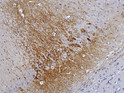 anti-RGS14 antibody IHC staining neurons in rat frontal cortex at 200X magnification STJA0040441