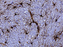 IHC staining rat cerebellum astrocytes using anti-GFAP recombinant chicken monoclonal antibody STJA0040453