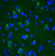 IHC staining rat brain cerebral cortex using anti-LRRK2 antibody green fluorescence STJA0040460