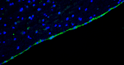 IHC staining rat brain lateral ventricle with anti-Arl13b antibody ciliated cells in green STJA0040467