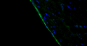 IHC staining rat brain lateral ventricle with anti-Arl13b antibody ciliated cells STJA0040467