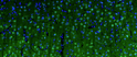 IHC staining rat brain cerebral cortex with anti-Beta4 Spectrin antibody neuronal bodies STJA0040474