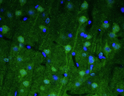 IHC staining rat brain cerebral cortex with anti-Beta4 Spectrin antibody400X magnification STJA0040474