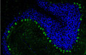 IHC staining rat cerebellum Purkinje cells using anti-CALB1 antibody green with DAPI blue STJA0040486