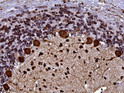 IHC staining rat cerebellum with anti-Parvalbumin antibody Purkinje cells at 400X STJA0040504