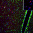 anti-c-FOS antibody IHC staining in rat brain sections neuronal nuclei STJA0040522