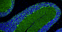 IHC staining rat cerebellum with GAD65-67 antibody GABAergic synapses and Purkinje cells STJA0040528