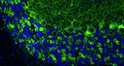 IHC staining rat brain cerebellum with GAD65-67 antibody GABAergic synapses STJA0040528