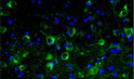 IHC staining rat brain stem microglia using anti-TMEM119 antibody at 400X magnification STJA0040534