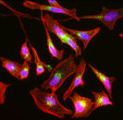 ICC staining HeLa cells M6PR antibody in green with Phalloidin and DAPI STJA0040558