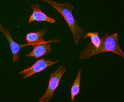 anti-Rab9 antibody ICC staining HeLa cells late endosomes in green with DAPI nuclear stain STJA0040564
