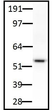 anti-TH monoclonal antibody Western blot tyrosine hydroxylase in rat brain lysate STJA0040570