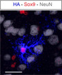 IHC staining AAV-transduced astrocytes using HA antibody with Sox9 and NeuN markers STJA0040593