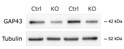 Western blot analysis using antibody protein expression in control and Nrg1-deficient neurons STJA0040597