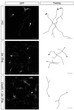 ICC immunofluorescence staining Nrg1 KO neurons using antibody at 1200 dilution STJA0040597