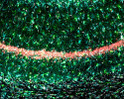 IHC staining rat hippocampus CA1 region using antibody NeuNIBA1and at 10x STJA0040598