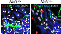 ICC staining mouse neuronal stem cells for using antibody at 1250 dilution STJA0040598