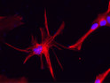 ICC staining mouse cortex astrocytes using antibody red with DAPI nuclear stain blue STJA0040598