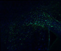 IHC staining with antibody -positive astrocytes in mouse brain corpus callosum STJA0040598