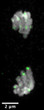 IF staining Drosophila larval neuroblast using Anti-GFP antibody GFP-tagged HOAP protein STJA0040600