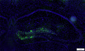 IHC staining mouse hippocampus using antibody GFP expression in green with DAPI STJA0040600