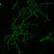 ICC staining mouse astrocytes expressing GFP-tagged GPCR using antibody at 12500 dilution STJA0040600
