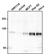 Western blot anti-GM130 antibody detecting 130 kDa band in various cell lysates STJA0040601