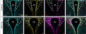 IHC staining with Iba1 expression in mouse paraventricular nucleus hypothalamus STJA0040604