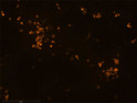 ICC staining iPSC-derived microglia using antibody Iba1 marker in red STJA0040604