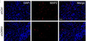 2 antibody IHC staining immunofluorescence in mouse xenograft tissue sections STJA0040607