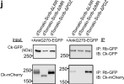 Western blot WB co-immunoprecipitation SCRIB with AnkG270 using antibody STJA0040609