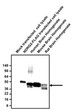 antibody Western blot detection in COS-7 cells and brain homogenates STJA0040618