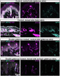 IHC staining P21 mouse forepaw skin sections using antibody Meissner corpuscles STJA0040622