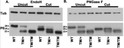 Western blot analysis P0 protein in mouse sciatic nerve lysate using antibody STJA0040631