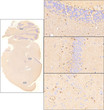 IHC staining rat brain sagittal section using antibody cerebellumhippocampuscortex STJA0040633