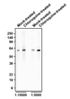 Western blot using antibody p62 detection in HeLa cells at 62 kDa STJA0040636