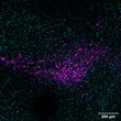 antibody ICC staining TH neurons in mouse brain ventral tegmental area-substantia nigra STJA0040644