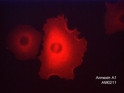 ICC staining Annexin A1 in human A549 cells using mouse monoclonal antibody STJA0041045