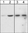 Western blot phospho-Akt and Akt1 detection in A431 cells with EGF treatment STJA0041047
