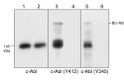 Western blot K-562 cells c-Abl phosphorylation detection using antibody STJA0041063