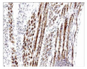 IHC staining E16 mouse skeletal muscle using anti-Atrogin-1 antibody with DAB detection STJA0041067