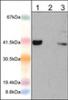 Western blot AIM2 detection in Jurkat cells and mouse macrophages using antibody STJA0041069