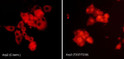 ICC staining Arp2 phosphorylation in NGF-differentiated rat PC12 cells using antibody STJA0041070