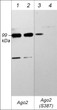 Western blot analysis mouse recombinant Ago2 protein using rabbit polyclonal antibody STJA0041077