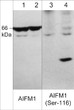 WB analysis Jurkat cells AIFM1 phospho-specific antibody detection STJA0041080