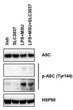 Western blot BMDM cells ASC and phospho-ASC-Tyr 144 detection using antibody STJA0041081