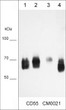 ICC staining CD55 in MDA-MB-231 breast cancer cells using mouse monoclonal antibody STJA0041086