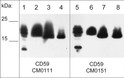 Western blot CD59 protein in A431A549and MCF7 lysates using antibody STJA0041089